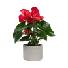 Red Coneflower